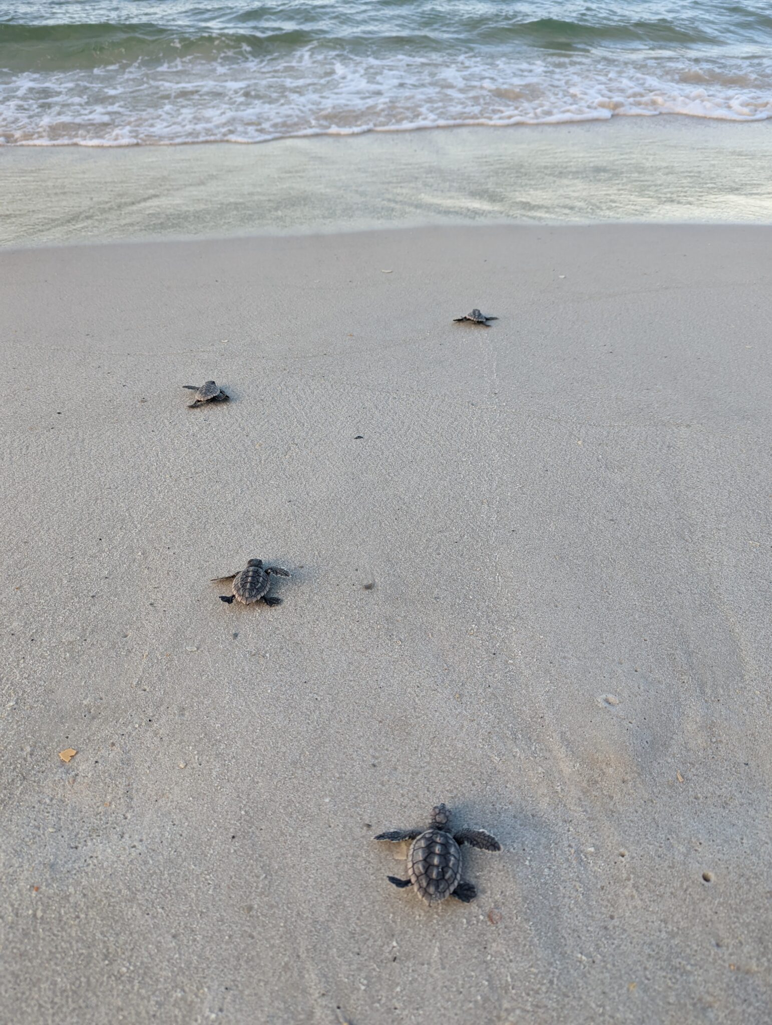 Panama City Beach Turtle Watch – Team effort to protect sea turtle