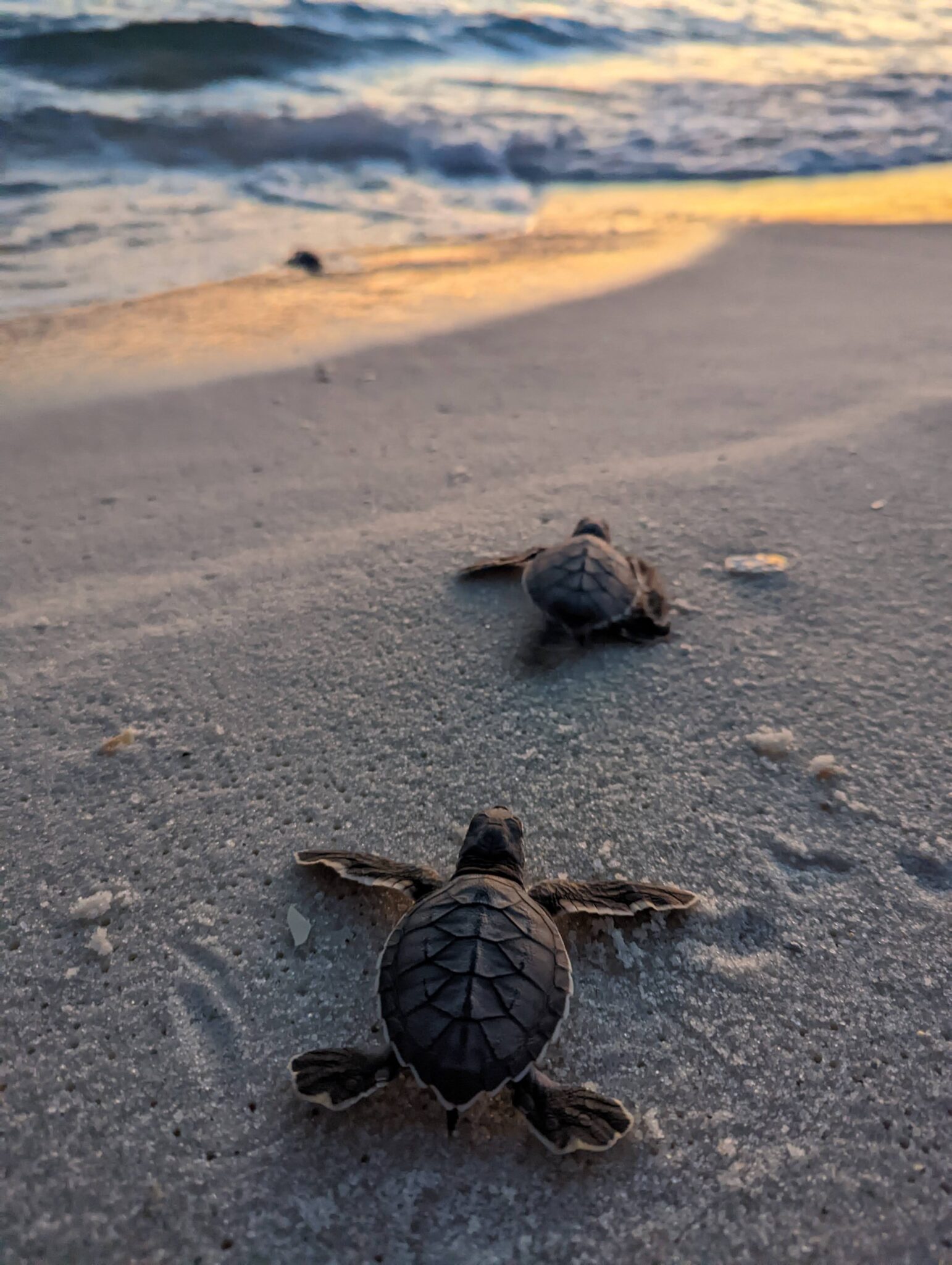 Panama City Beach Turtle Watch – Team effort to protect sea turtle