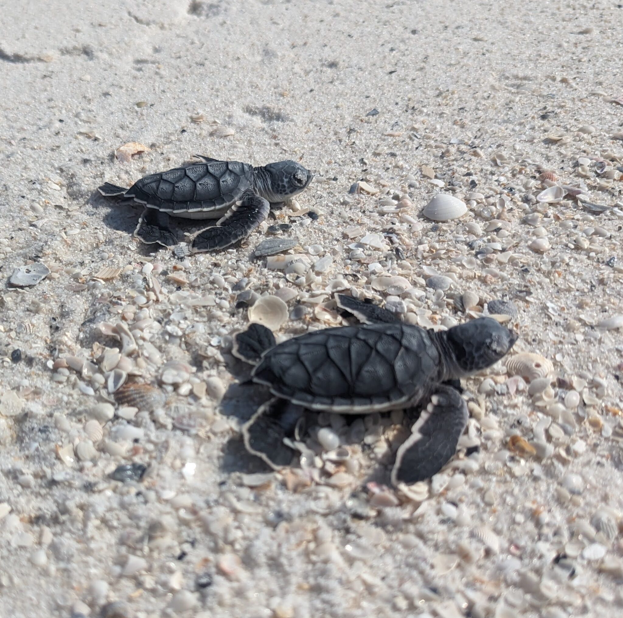 Panama City Beach Turtle Watch – Team effort to protect sea turtle