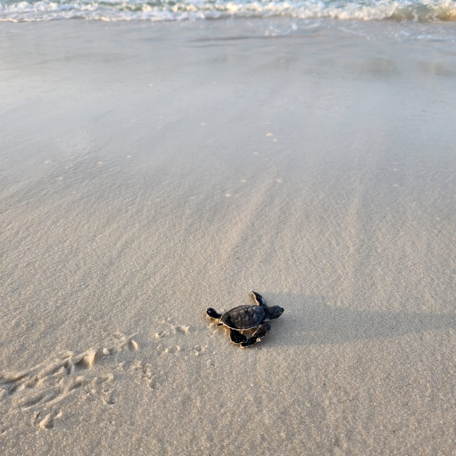 Where To Buy Turtles In Panama City Beach