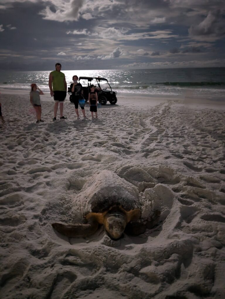 Panama City Beach Turtle Watch – Team effort to protect sea turtle